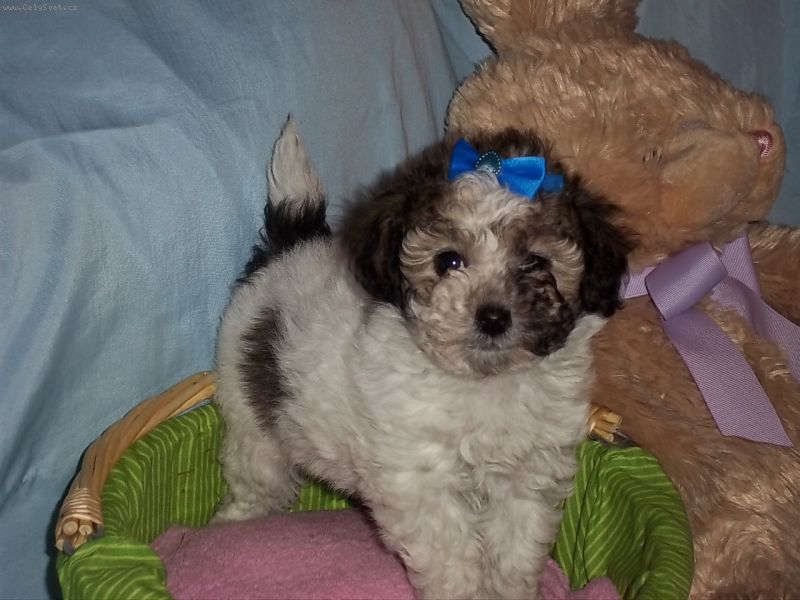 Foto: k��enci maltez-pudl-[citace]Anonymn� # ��maltipoo[/citace]