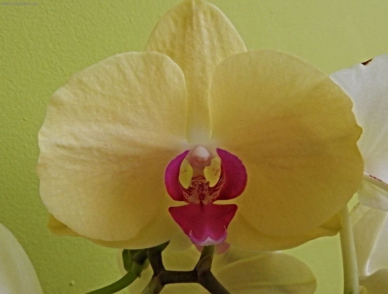 Foto: Orchideje Phalaenopsis-Dobr� den, m��e mi n�kdo napsat cel� n�zev orchidejek na fotk�ch a nebo ale