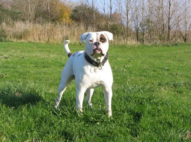 Foto: Americk� bulldog