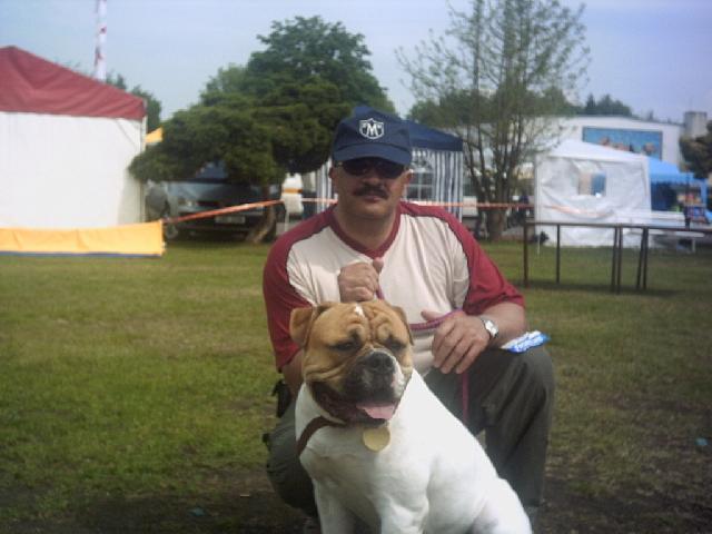 Foto: Americk� bulldog-n� mil��ek Benjam�n. Majitel: Dezider.Ferenc@sezam.cz