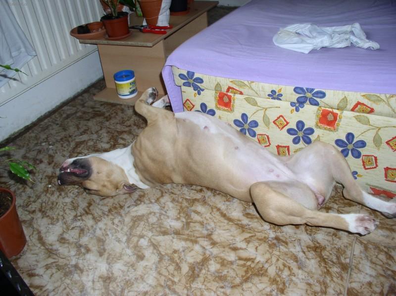 Foto: Americk� staford�irsk� terier-Sendy 2,5 r. Majitel: Malek Libor