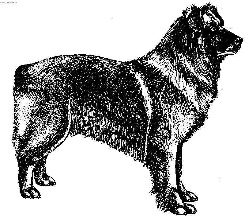 Fotky: Pyrenejsk� ov��k s kratkou srst� (foto, obrazky)