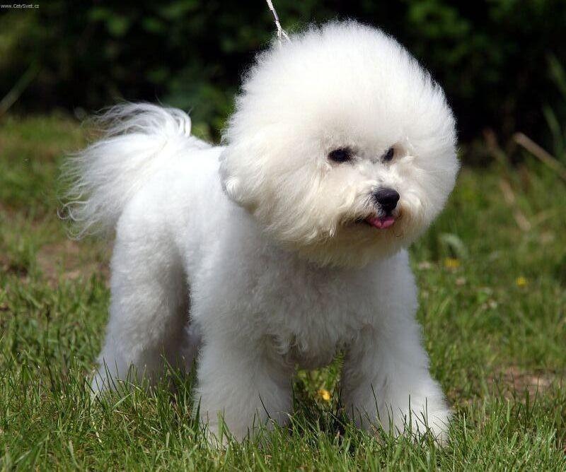 Foto: Bolo�sk� ps�k-Majitel: Jan