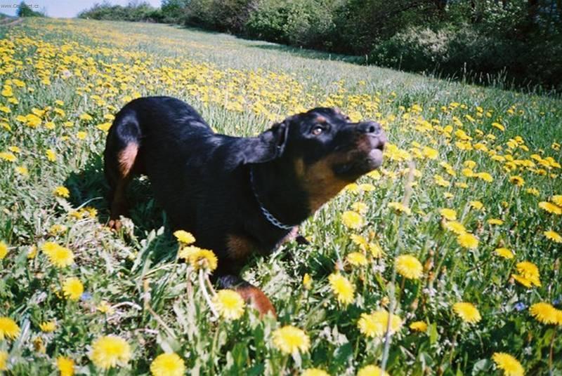 Fotky: Ch�ze u nohy (foto, obrazky)