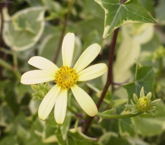 Foto: Ciner�rie zahradn�, star�ek