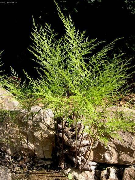 Fotky: Davallie kan�rsk� (foto, obrazky)