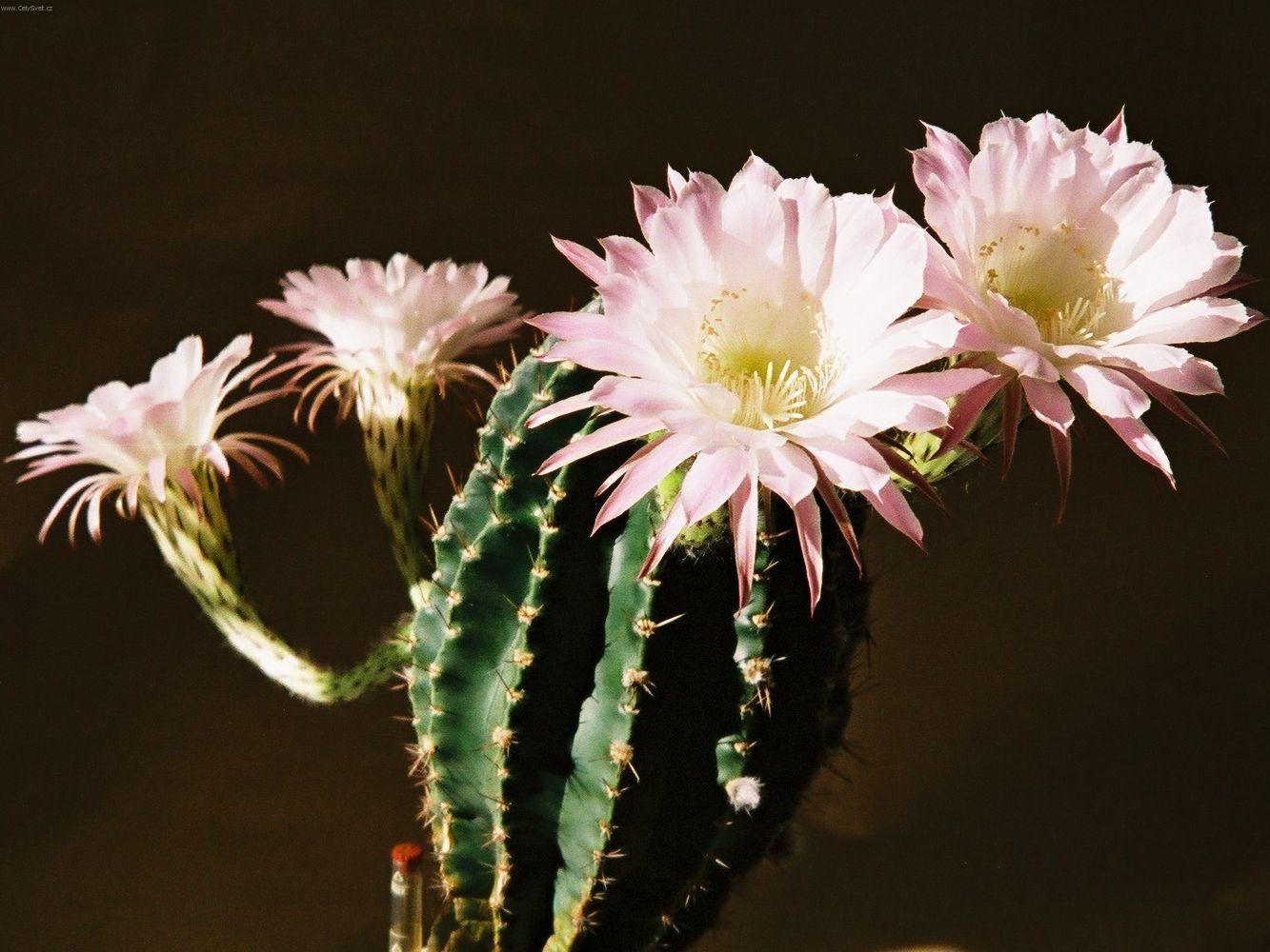 Foto: Echinopsis
