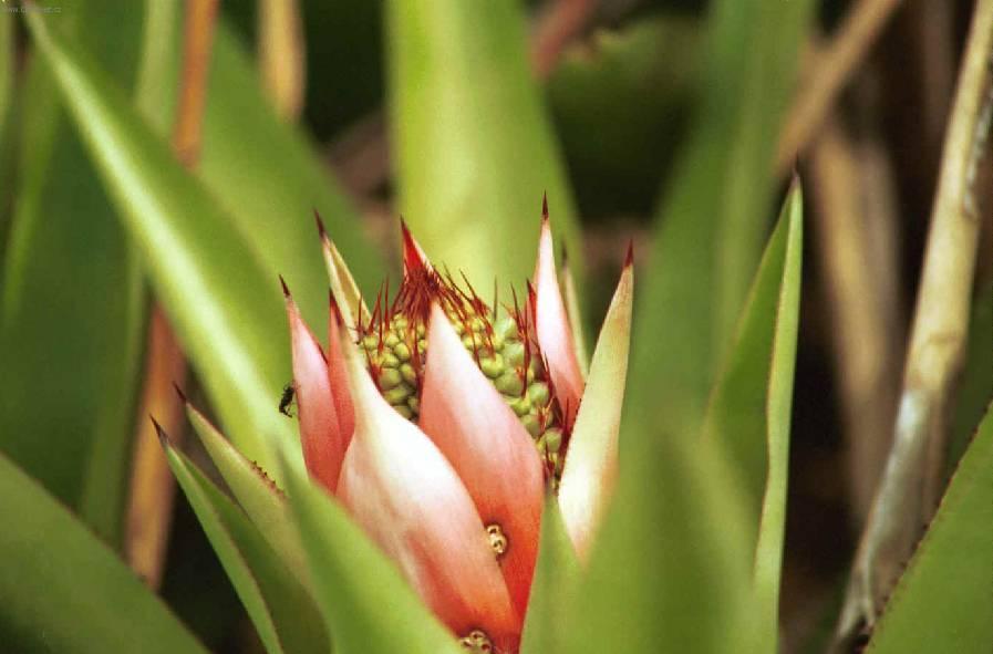 Foto: �chmea