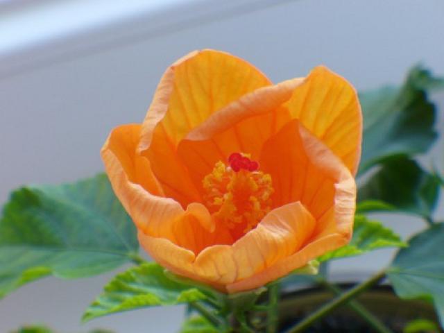 Fotky: Ibi�ek ��nsk� (foto, obrazky)