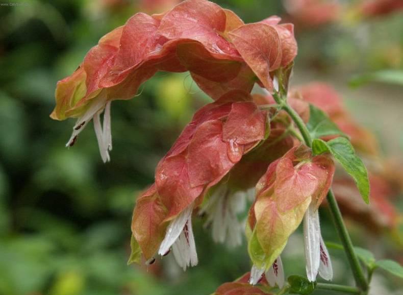 Fotky: Jakob�nie, just�cie, pr�venka (foto, obrazky)