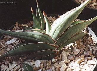 Fotky: Tch�nin jazyk, tenura (foto, obrazky)