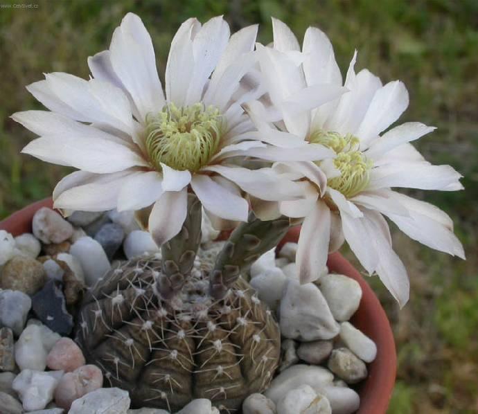 Foto: Kaktus Gymnocalycium