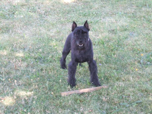 Fotky: Kn�ra� mal� (foto, obrazky)