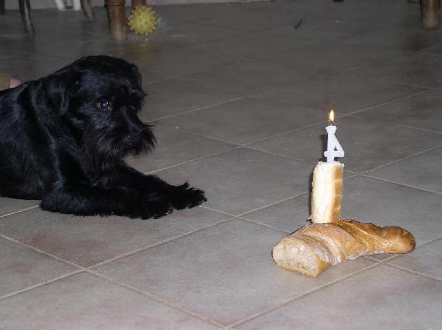 Fotky: Kn�ra� mal� (foto, obrazky)