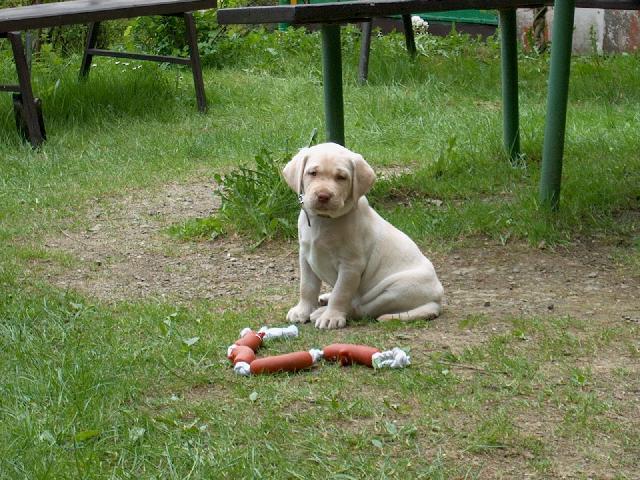 Foto: Labradorsk� retr�vr-N� Mat�j. Majitelka: ��rka