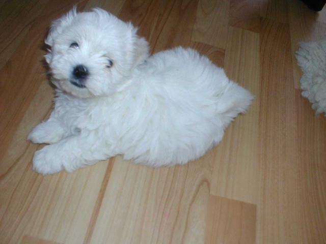 Fotky: Malt�z��ek, Malt�zsk� ps�k (foto, obrazky)