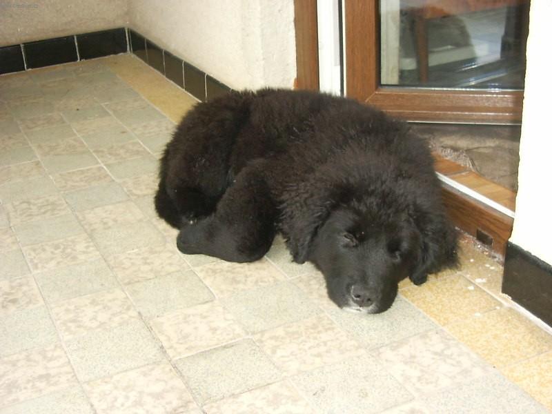 Foto: Novofundlandsk� pes-Majitel: xrude@seznam.cz