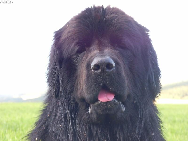 Foto: Novofundlandsk� pes-Majitel: xrude@seznam.cz