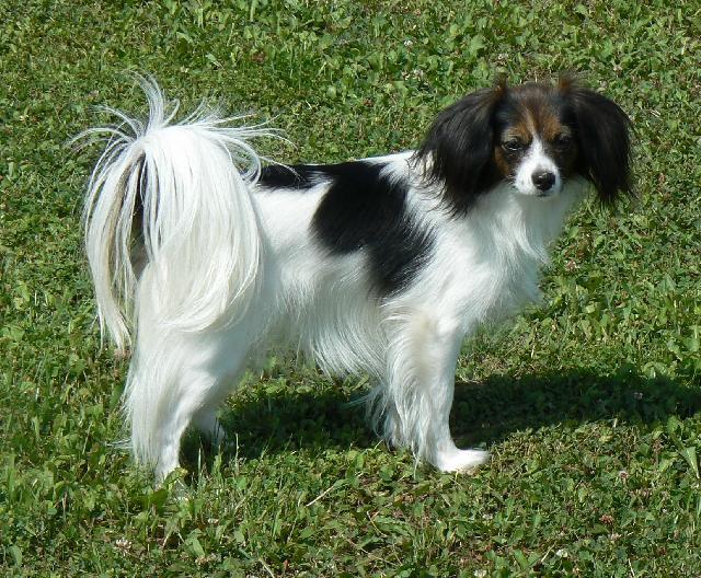 Fotky: Phal�ne (foto, obrazky)