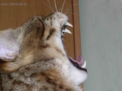 Fotky: Puzzle online: Ko�ky 3 (foto, obrazky)