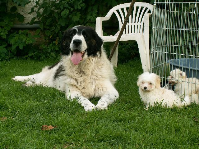 Fotky: Pyrenejsk� mastin (foto, obrazky)