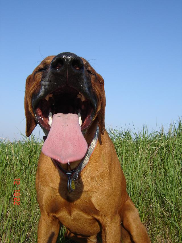 Fotky: Rhod�sk� ridgeback, Rhod�zsk� ridgeback (foto, obrazky)