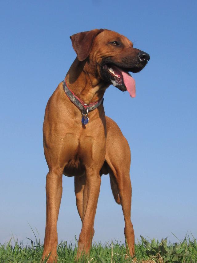 Fotky: Rhod�sk� ridgeback, Rhod�zsk� ridgeback (foto, obrazky)