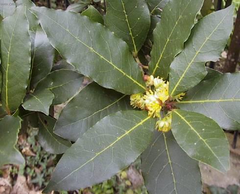 Fotky: Vav��n (foto, obrazky)