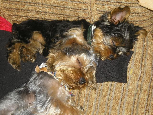 Fotky: York��rsk� terier (foto, obrazky)