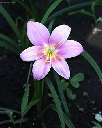 Foto: Zephyranthes