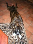 Fotky: Americk� staford�irsk� terier (foto, obrazky)