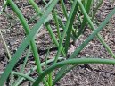 Pokojov rostliny: Liv > Cibule zimn - seka (Allium fistulosum L.)