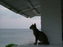 Koky: Veterinrn poradna > Dovolen s koikou, zahrani (Travelling)