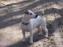 Fotky: Jack Russel�v Teri�r (foto, obrazky)