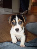 Fotky: Jack Russel�v Teri�r (foto, obrazky)