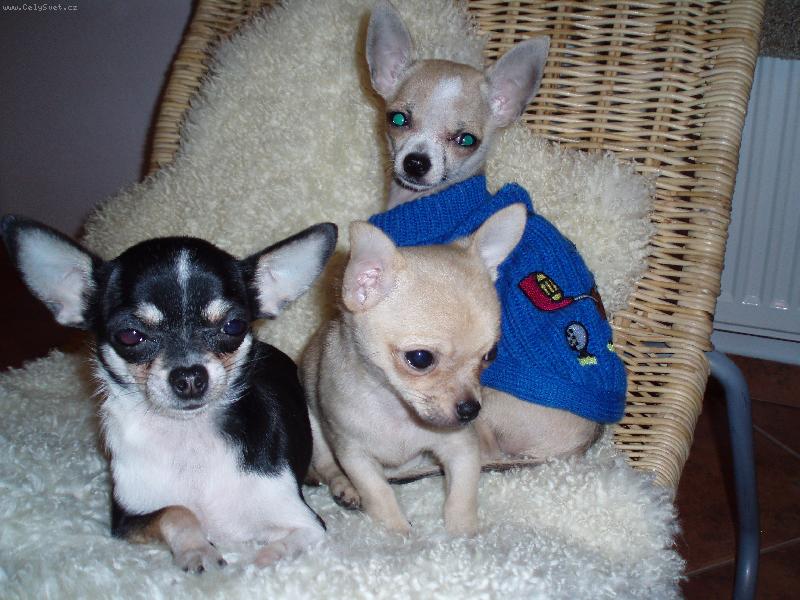 Foto: Mi�ka, Bennino M.A. a Sheriff Jeff-,,Mij�ci\"...