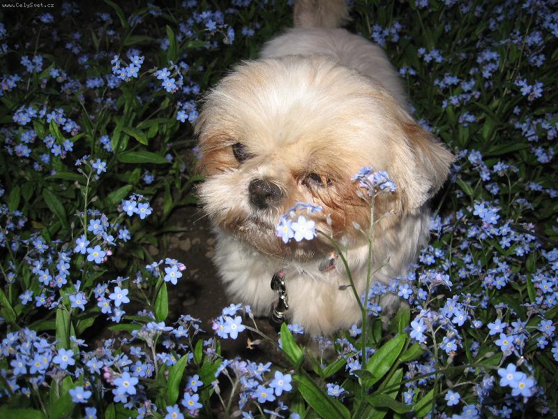 Foto: Moja Su�i II