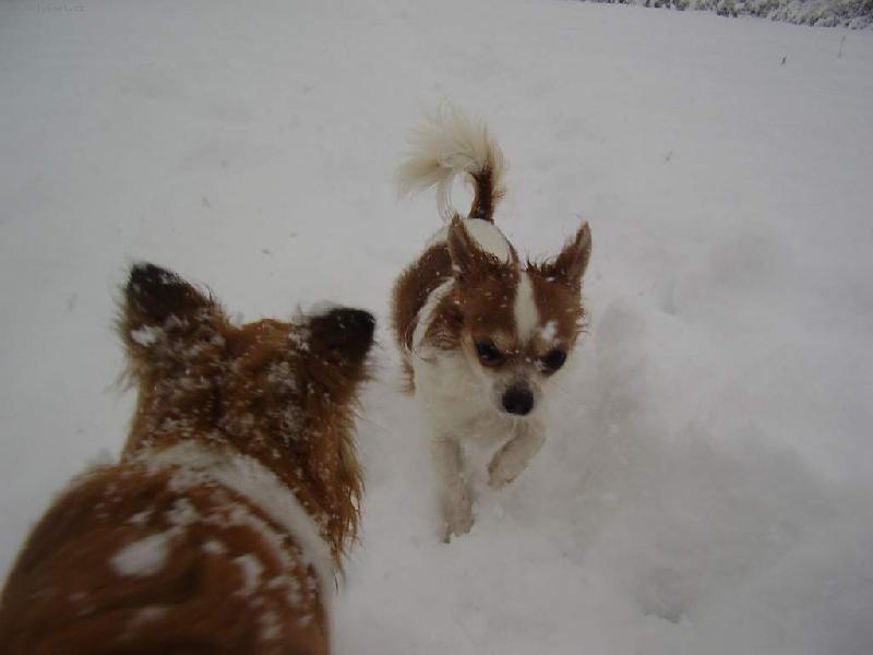 Foto: \"Jak to vypad� vep�edu ��fe?\" - \"Sn�hu je po u�i.\"-Bonif�c a Eli�ek - \"nad�en�\" ze sn�hov�ho nad�len�