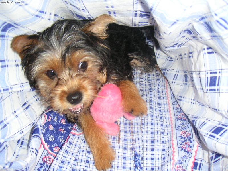 Foto: Ani my�ka neproklouzne!!