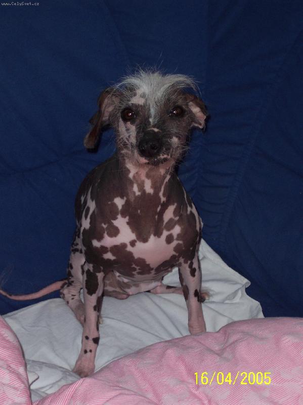 Foto: Na�e Felinka-N� mazel...