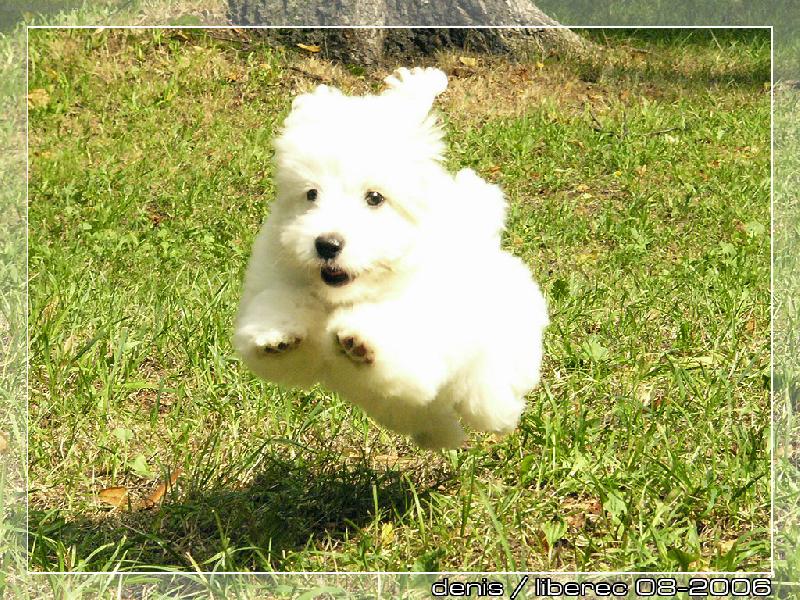 Foto: T��m�s��n� Coton de Tulear-T��m�s��n� Coton de Tulear