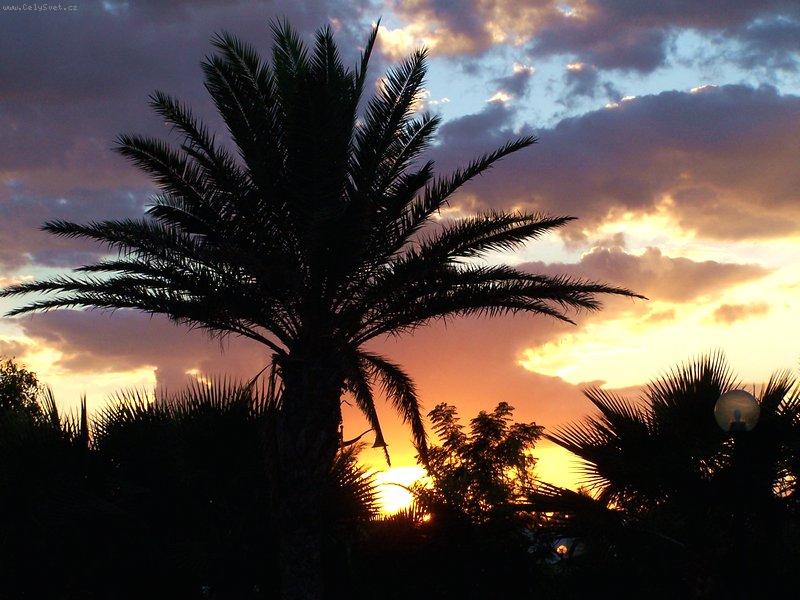 Foto: Datlov� palma-Tunisko