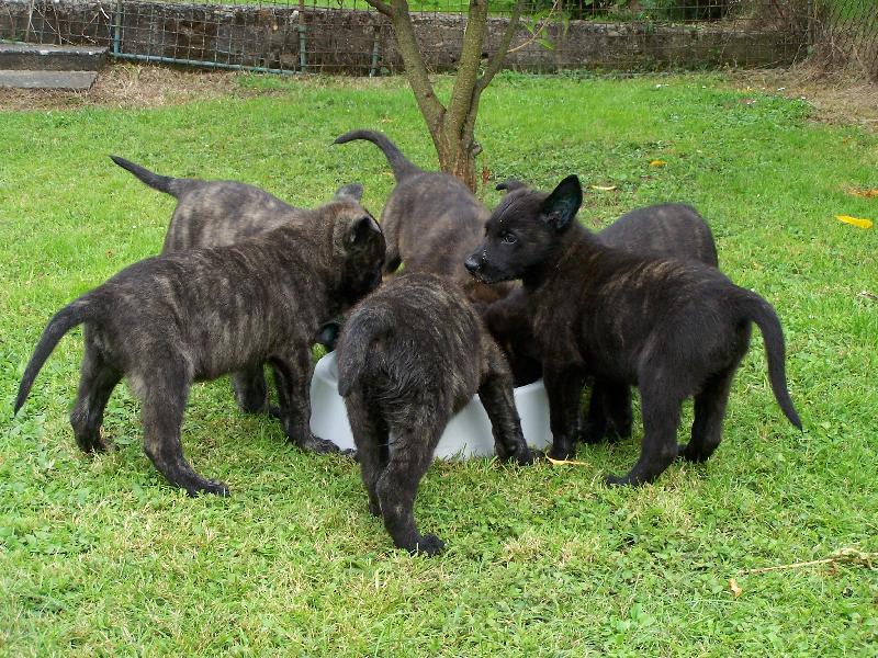 Foto: z �ebkova Panstv� vrh C