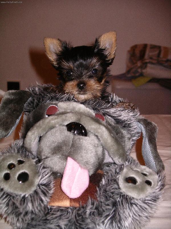 Foto: Frodo s hl�da�em