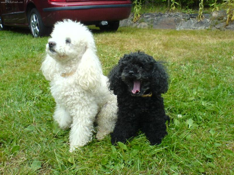 Foto: �iko a Ben�k