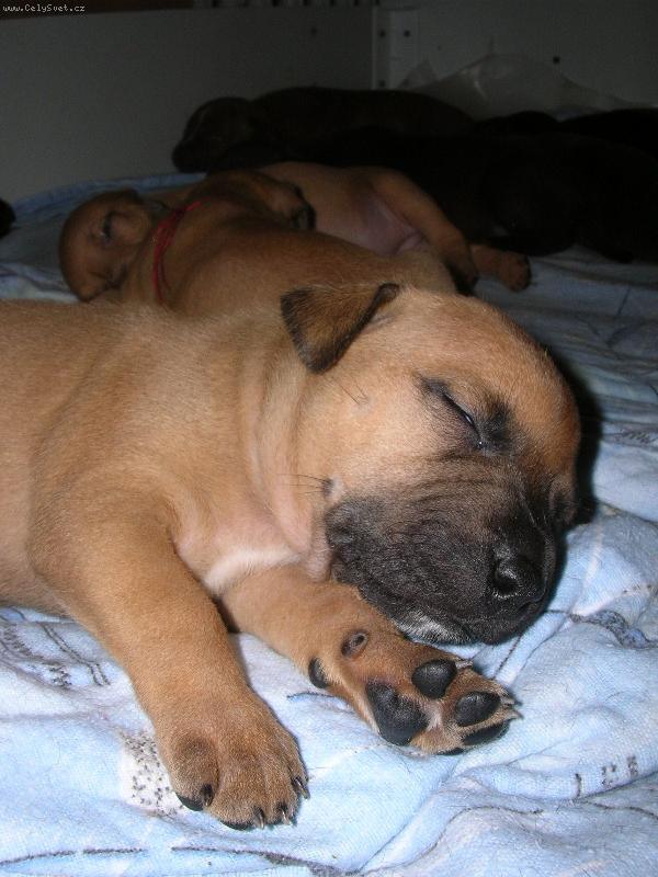 Foto: Malikej Madysek