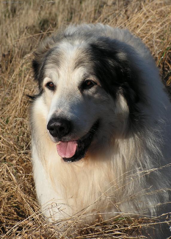 Foto: such� tr�va mi slu��...