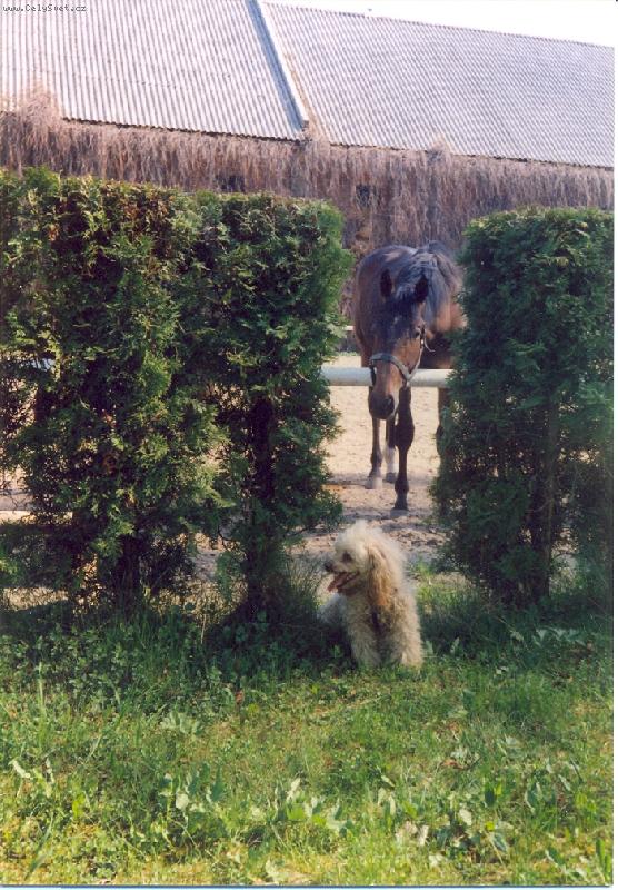 Foto: Kelly-Dva kamar�di