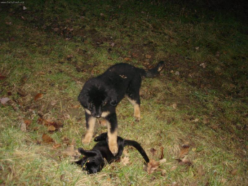 Foto: Pejsek a ko�i�ka :-)
