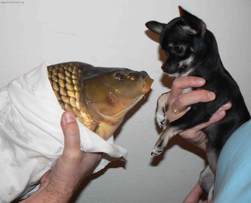 Foto: �ivava a kapr